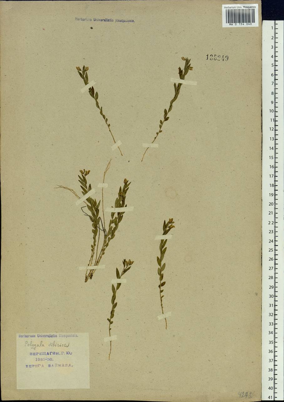 Polygala sibirica L., Siberia, Baikal & Transbaikal region (S4) (Russia)