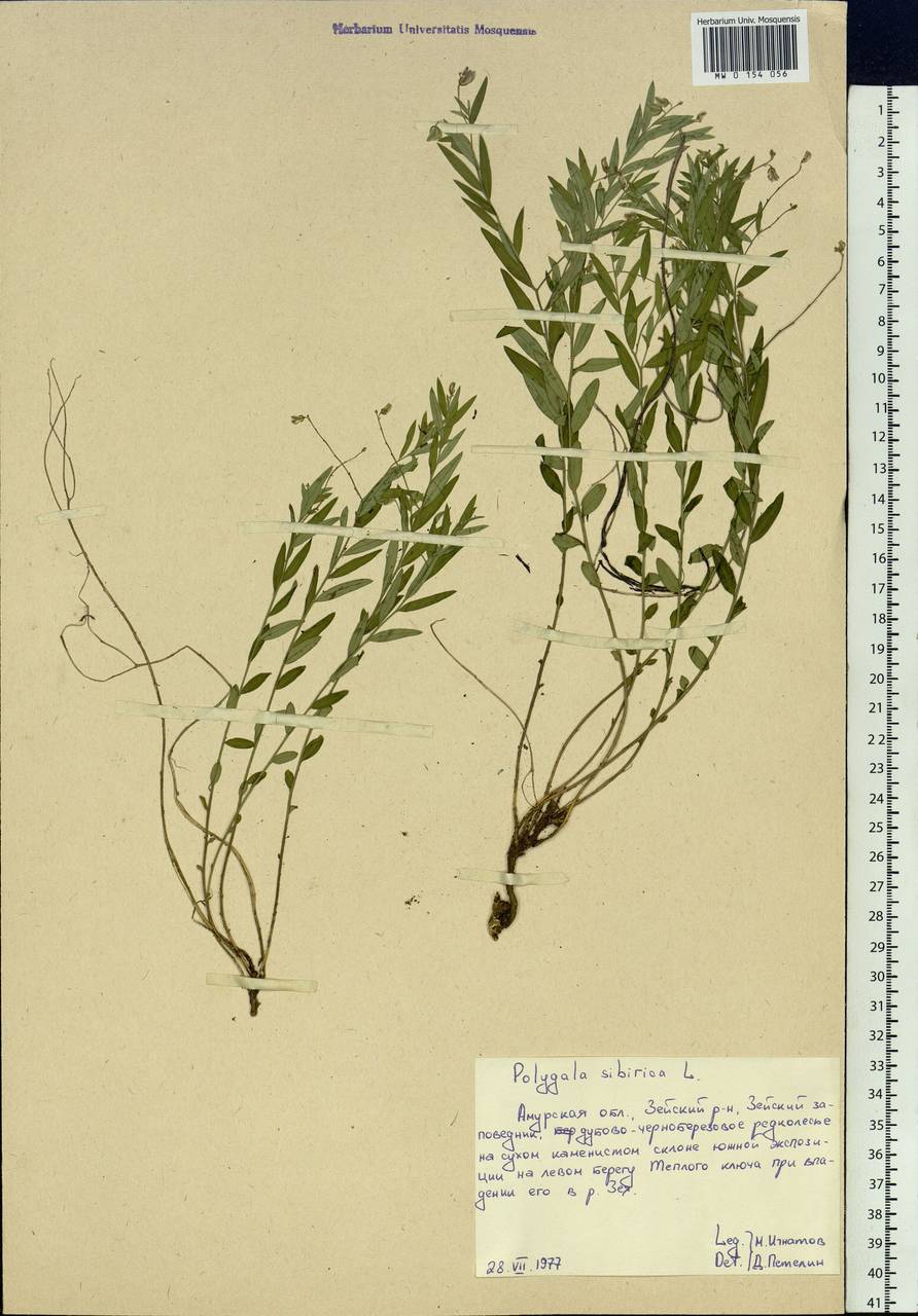 Polygala sibirica L., Siberia, Russian Far East (S6) (Russia)