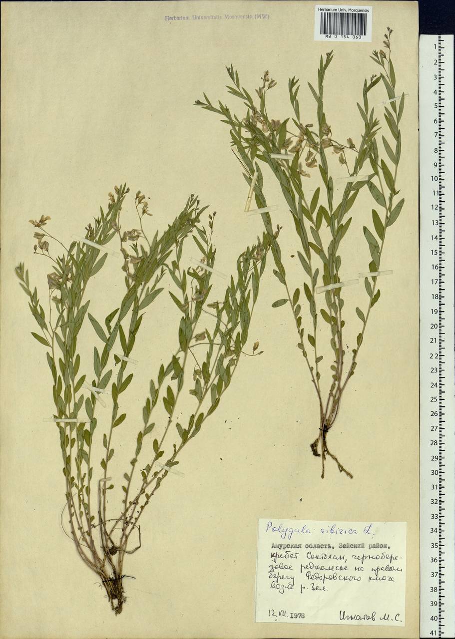 Polygala sibirica L., Siberia, Russian Far East (S6) (Russia)