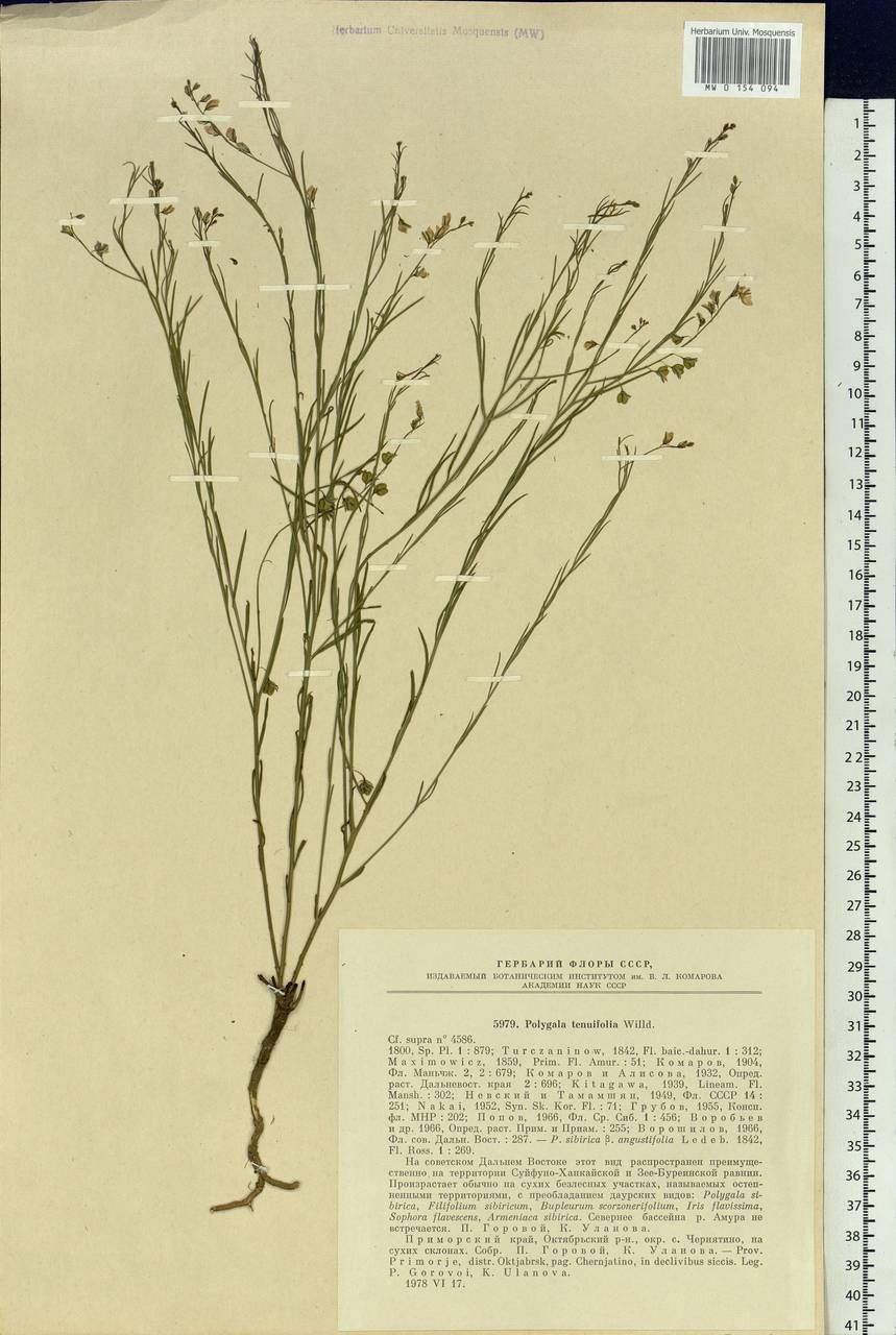Polygala tenuifolia Willd., Siberia, Russian Far East (S6) (Russia)