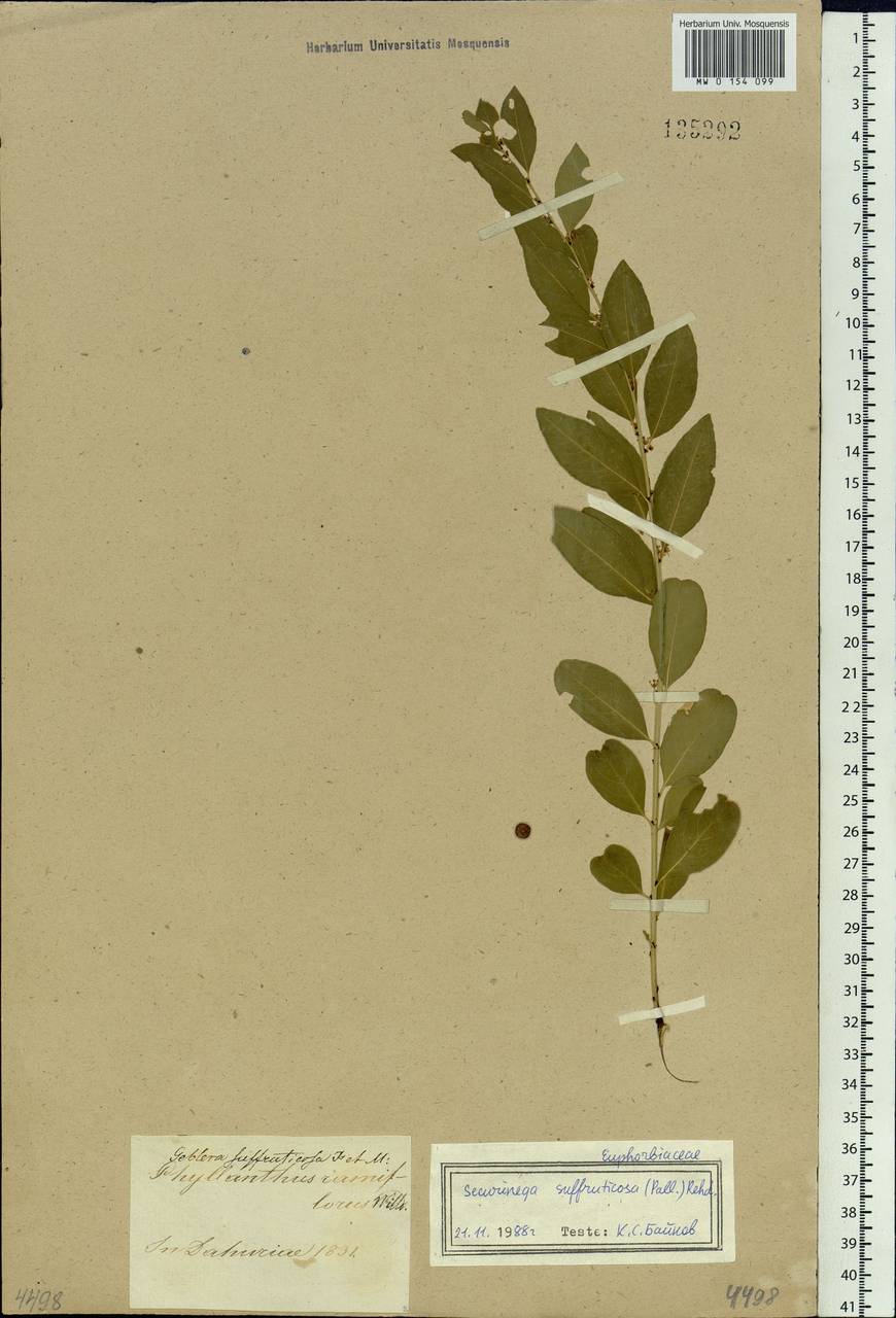 Flueggea suffruticosa (Pall.) Baill., Siberia, Baikal & Transbaikal region (S4) (Russia)