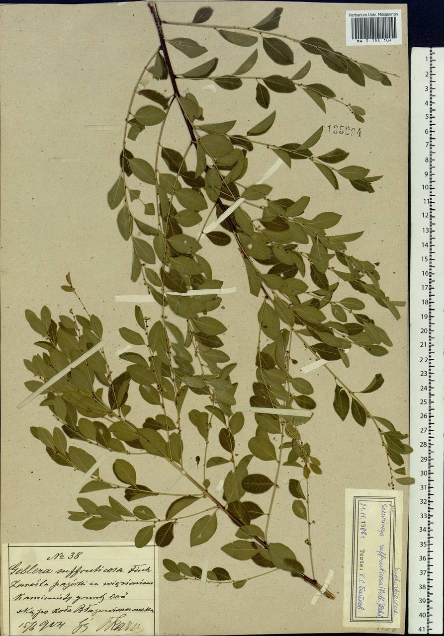 Flueggea suffruticosa (Pall.) Baill., Siberia, Russian Far East (S6) (Russia)