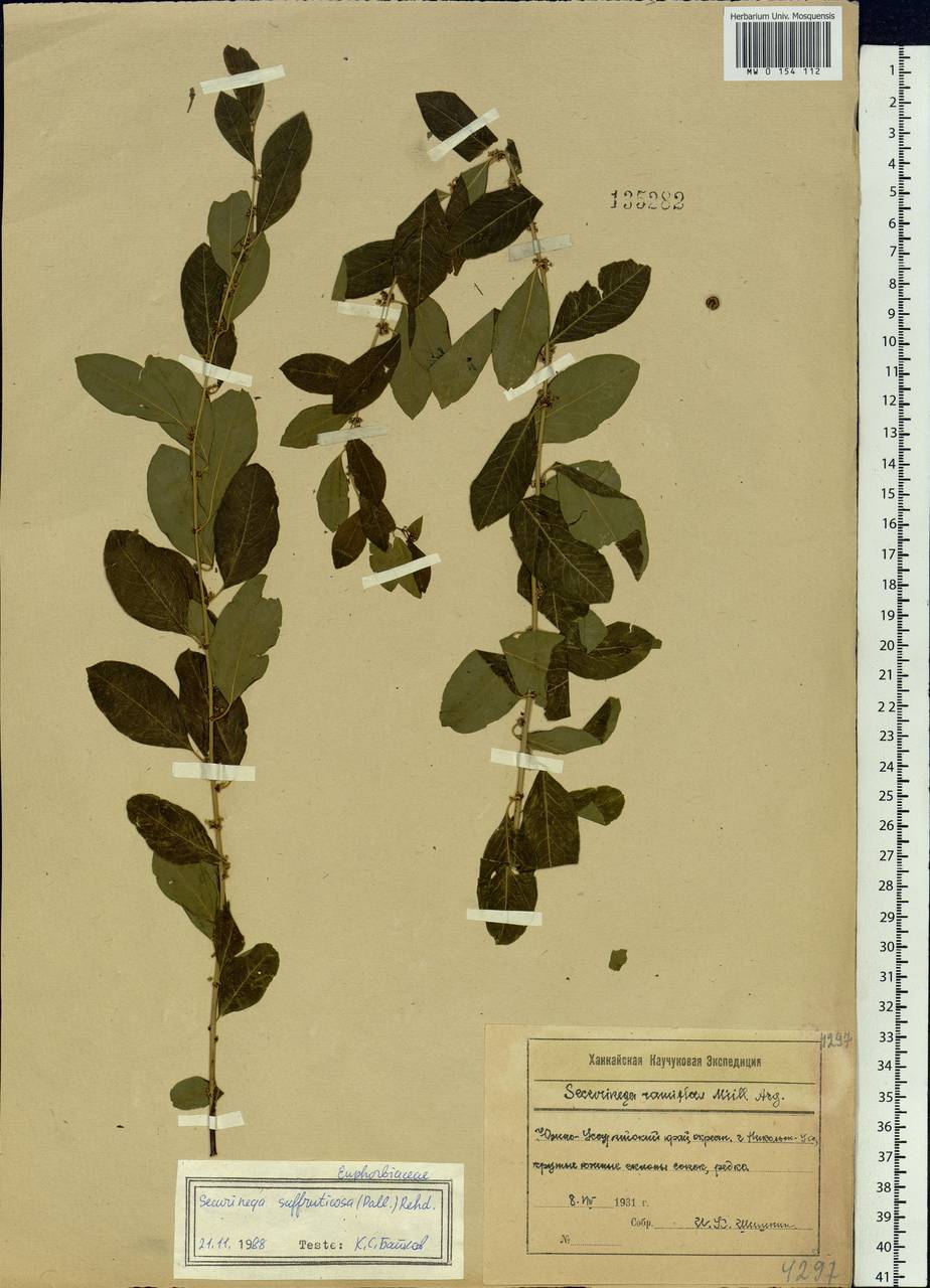 Flueggea suffruticosa (Pall.) Baill., Siberia, Russian Far East (S6) (Russia)