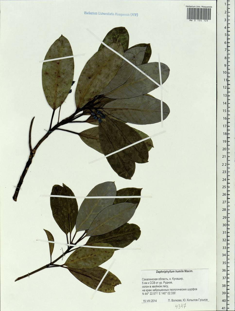 Daphniphyllum macropodum var. humile (Maxim. ex Franch. & Sav.) Rosenthal, Siberia, Russian Far East (S6) (Russia)