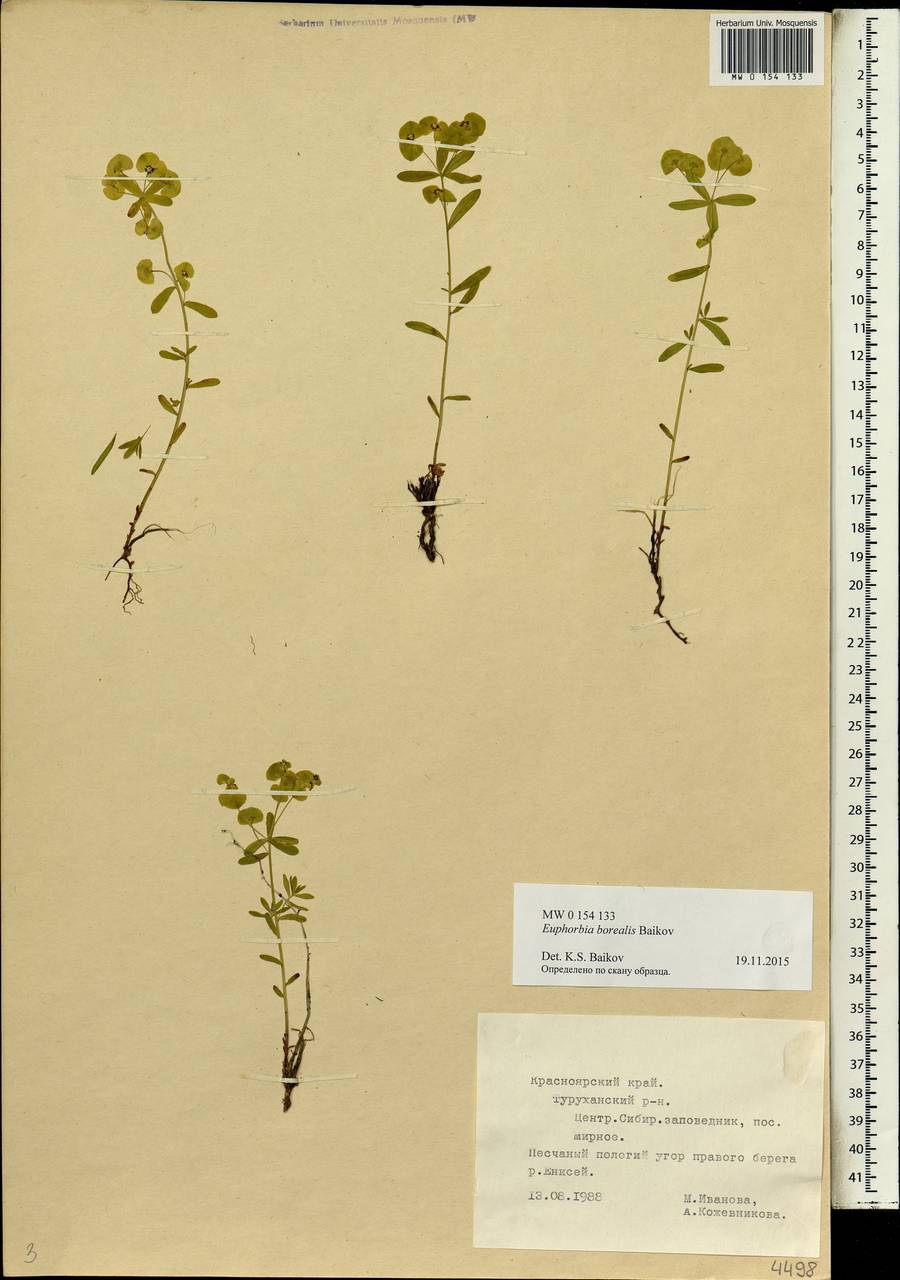 Euphorbia borealis Baikov, Siberia, Central Siberia (S3) (Russia)