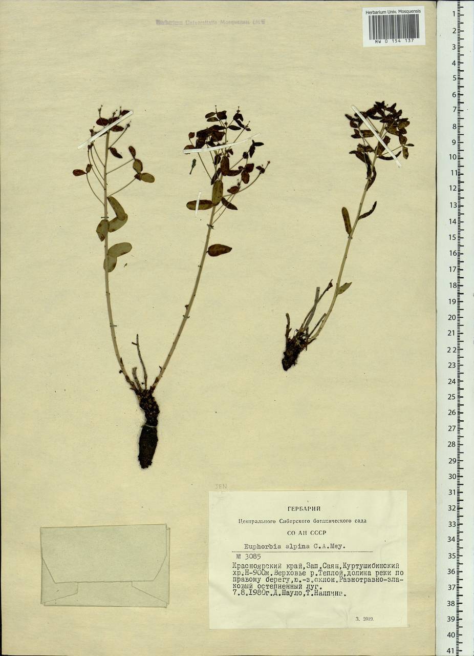 Euphorbia alpina C.A.Mey. ex Ledeb., Siberia, Altai & Sayany Mountains (S2) (Russia)