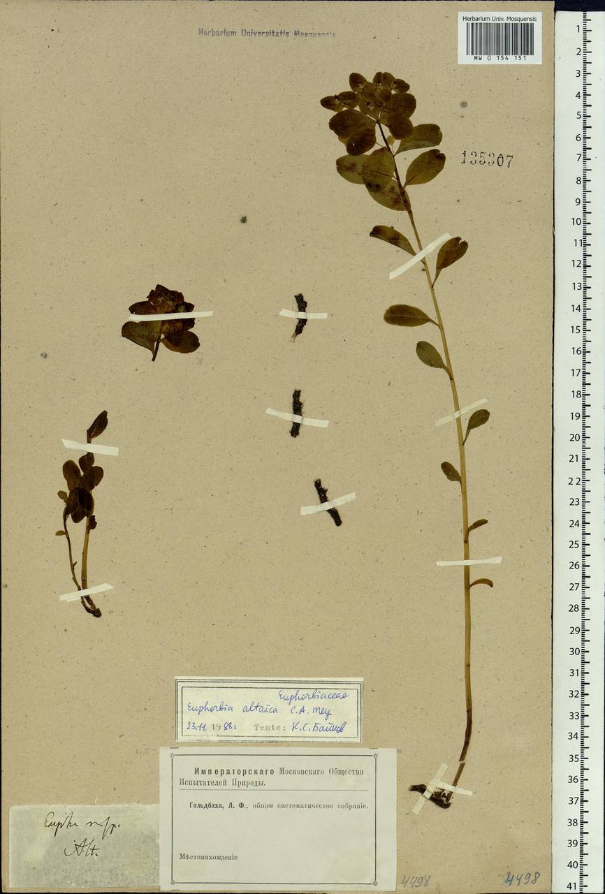 Euphorbia altaica C.A.Mey., Siberia, Altai & Sayany Mountains (S2) (Russia)