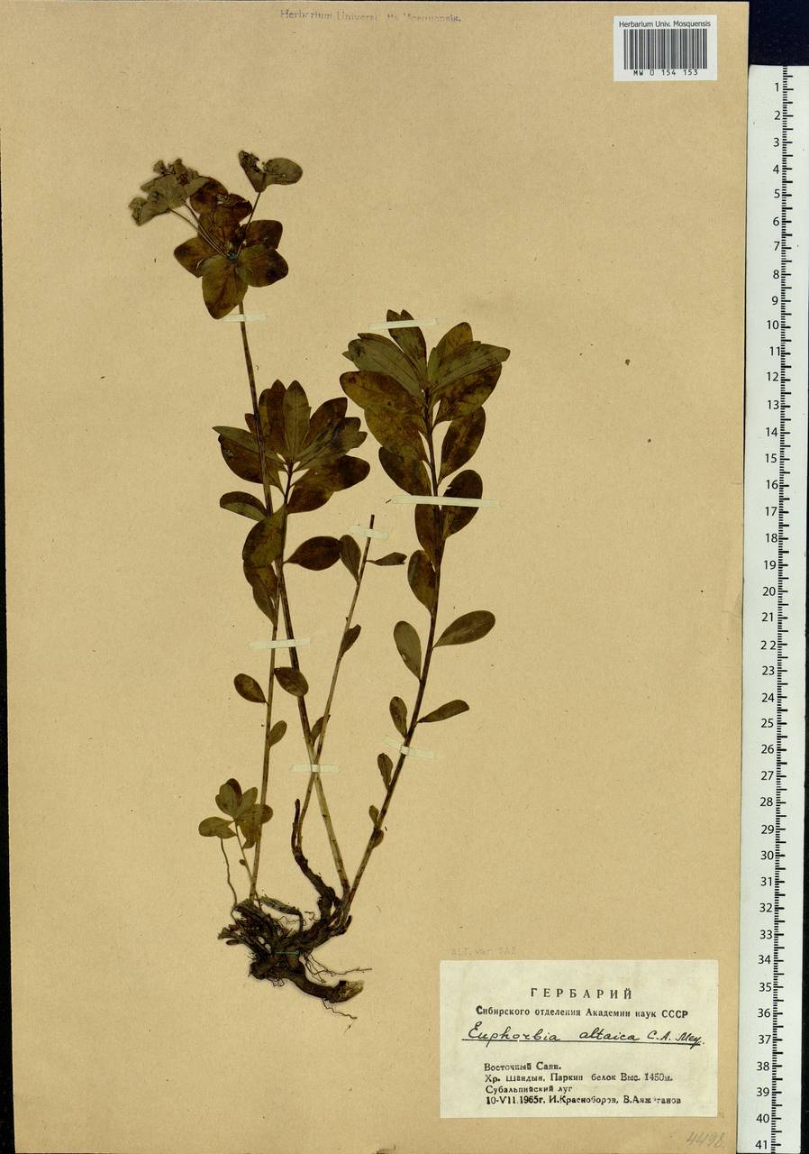 Euphorbia altaica C.A.Mey. ex Ledeb., Siberia, Altai & Sayany Mountains (S2) (Russia)