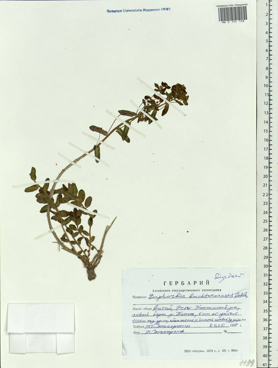 Euphorbia buchtormensis C.A.Mey. ex Ledeb., Siberia, Altai & Sayany Mountains (S2) (Russia)