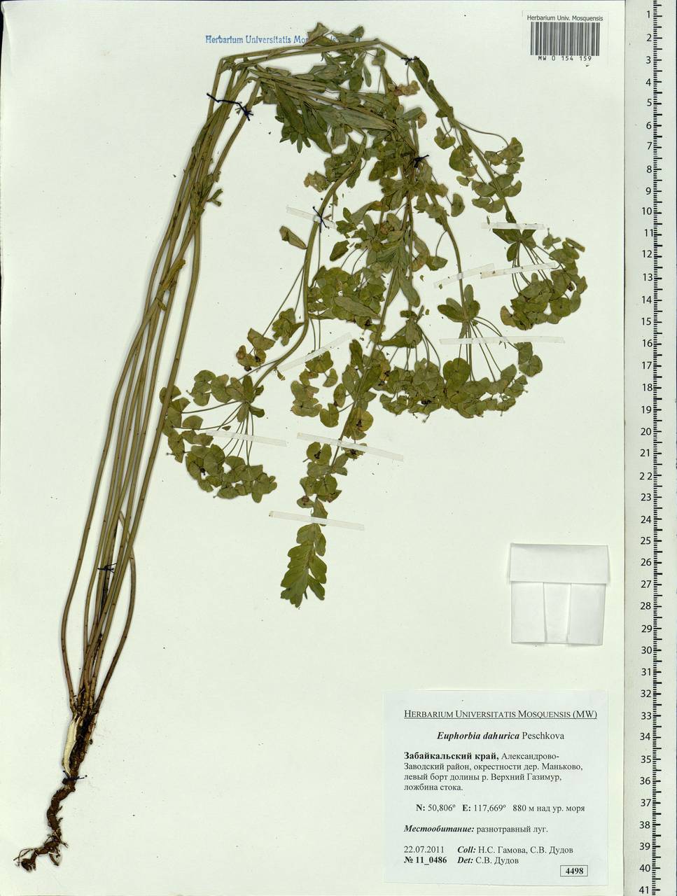 Euphorbia dahurica Peschkova, Siberia, Baikal & Transbaikal region (S4) (Russia)