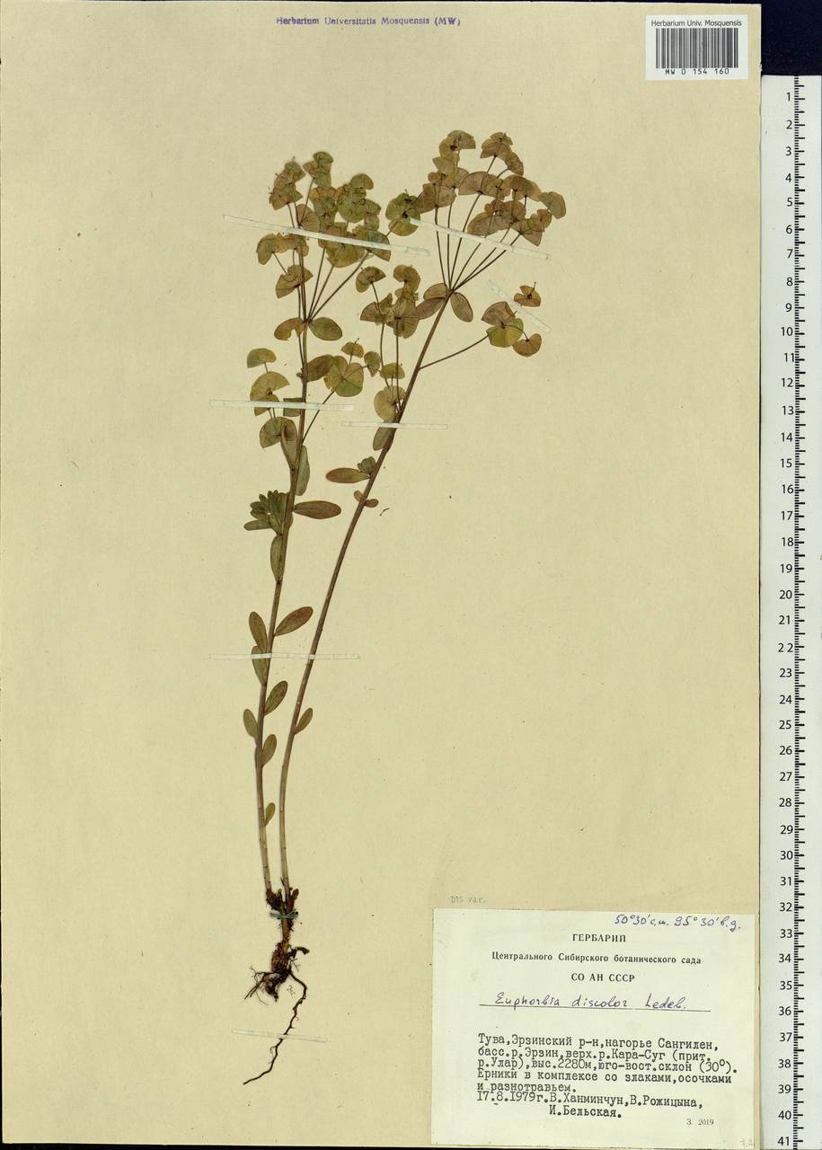Euphorbia esula subsp. esula, Siberia, Altai & Sayany Mountains (S2) (Russia)