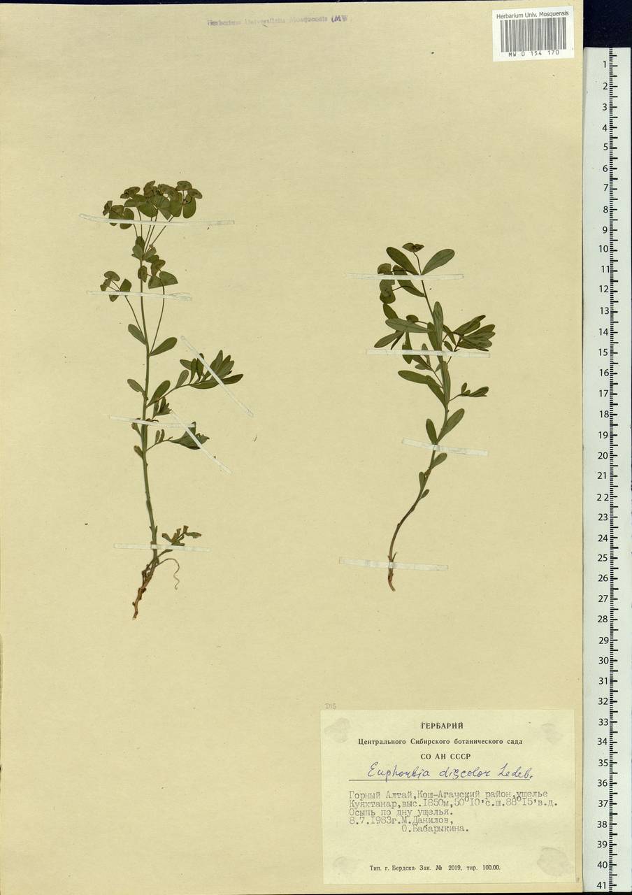 Euphorbia esula subsp. esula, Siberia, Altai & Sayany Mountains (S2) (Russia)