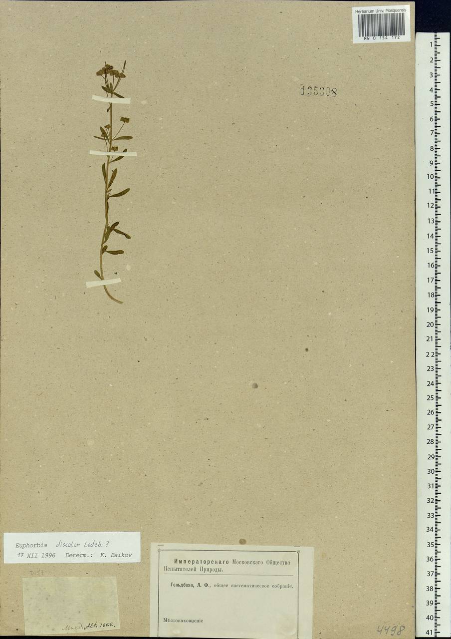 Euphorbia esula subsp. esula, Siberia, Altai & Sayany Mountains (S2) (Russia)