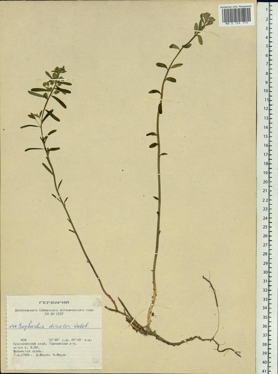 Euphorbia esula subsp. esula, Siberia, Altai & Sayany Mountains (S2) (Russia)