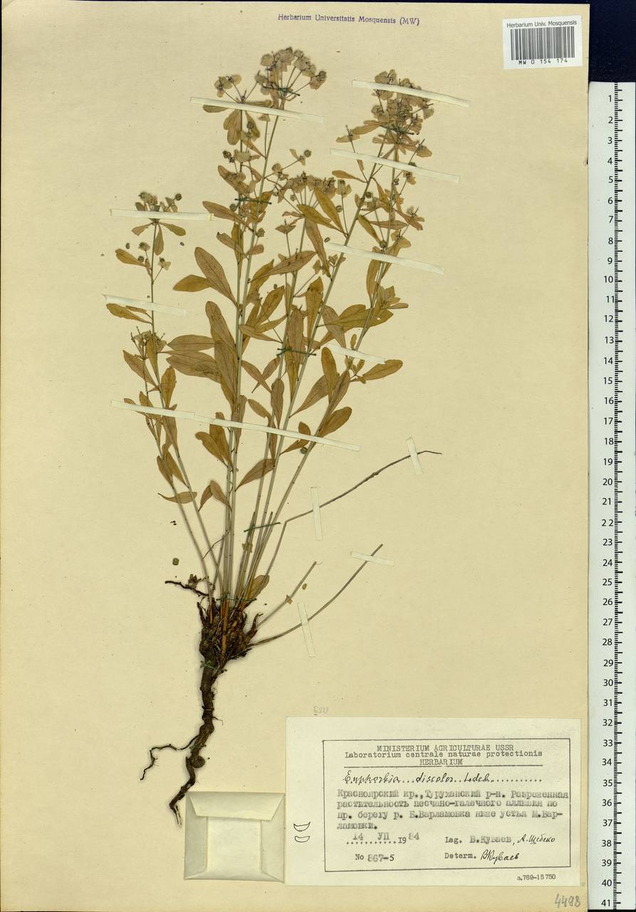 Euphorbia esula subsp. esula, Siberia, Central Siberia (S3) (Russia)