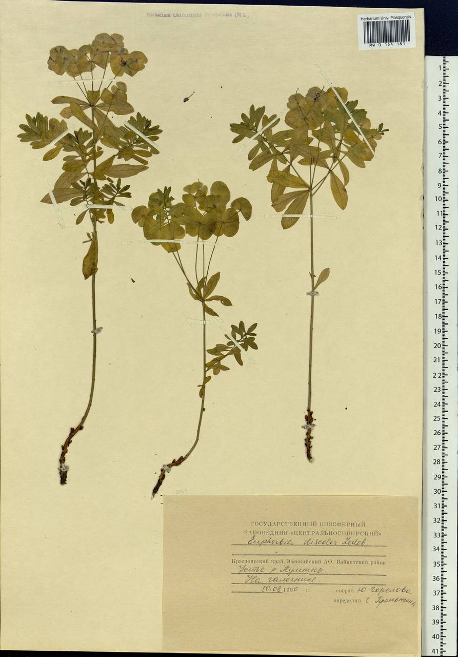 Euphorbia esula subsp. esula, Siberia, Central Siberia (S3) (Russia)