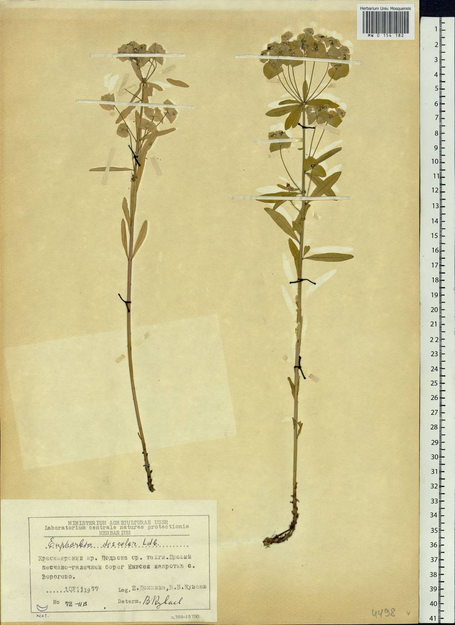 Euphorbia esula subsp. esula, Siberia, Central Siberia (S3) (Russia)