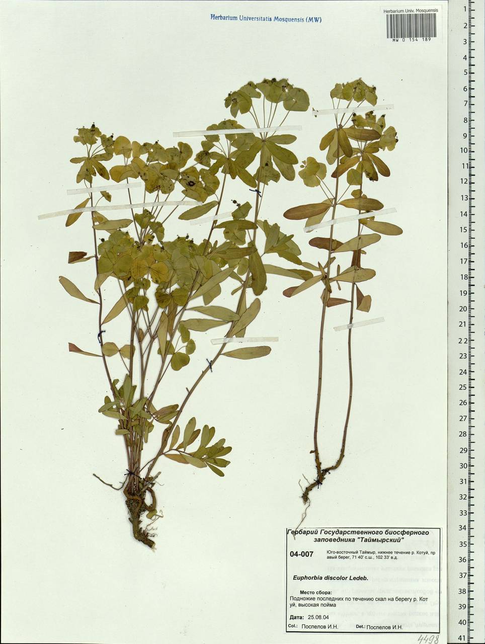 Euphorbia esula subsp. esula, Siberia, Central Siberia (S3) (Russia)