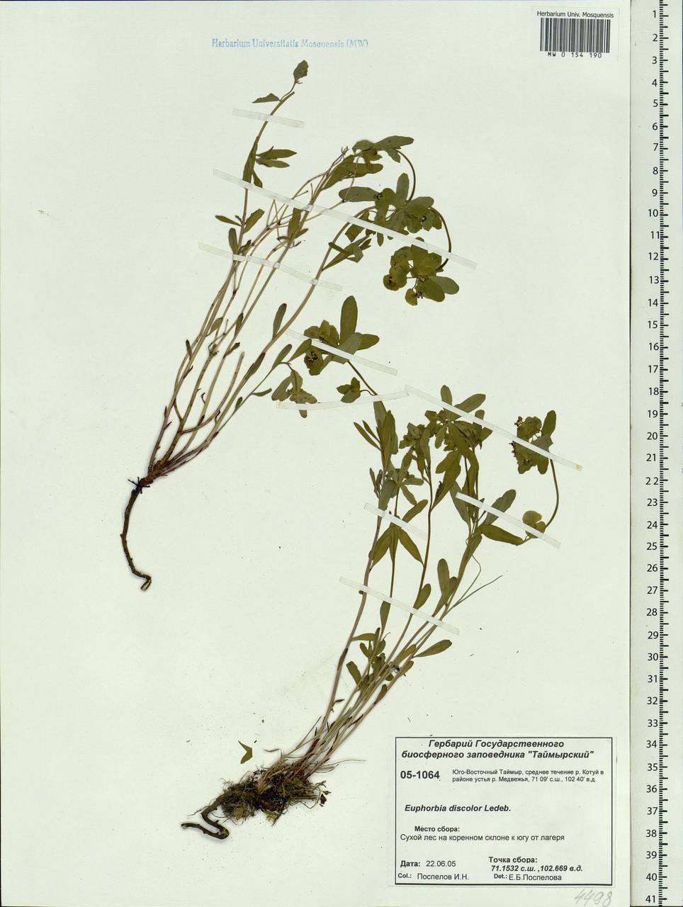 Euphorbia esula subsp. esula, Siberia, Central Siberia (S3) (Russia)