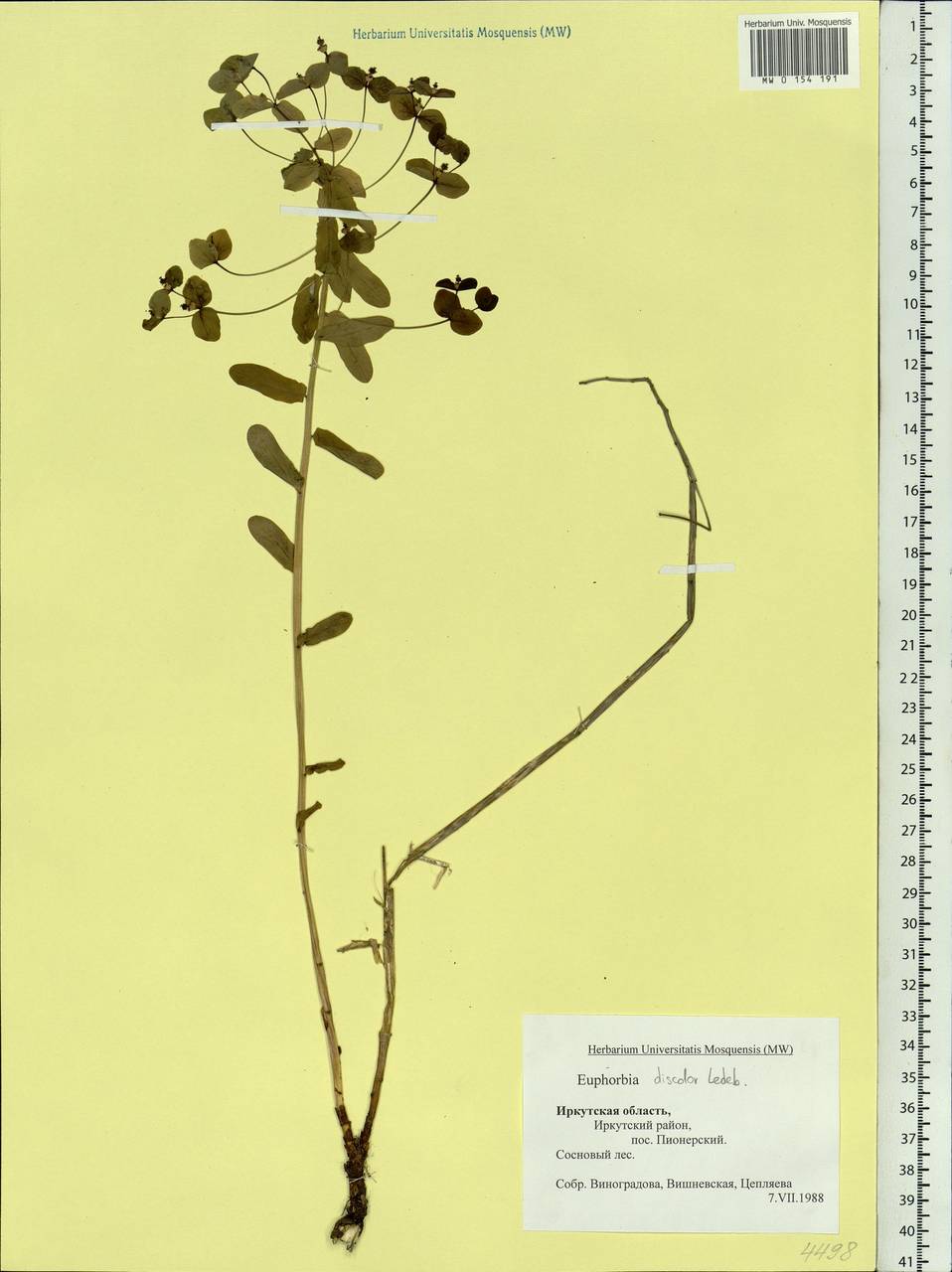 Euphorbia esula subsp. esula, Siberia, Baikal & Transbaikal region (S4) (Russia)