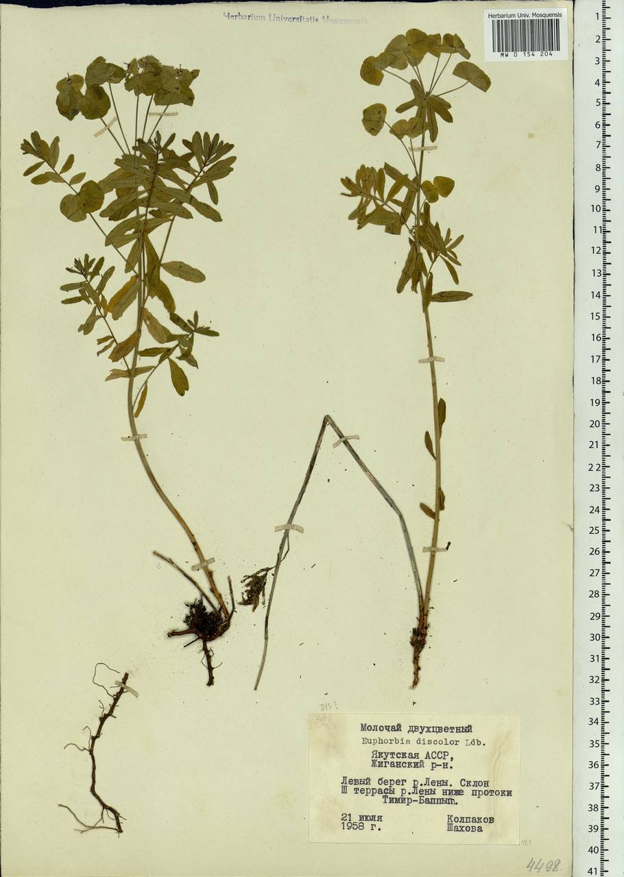 Euphorbia esula subsp. esula, Siberia, Yakutia (S5) (Russia)