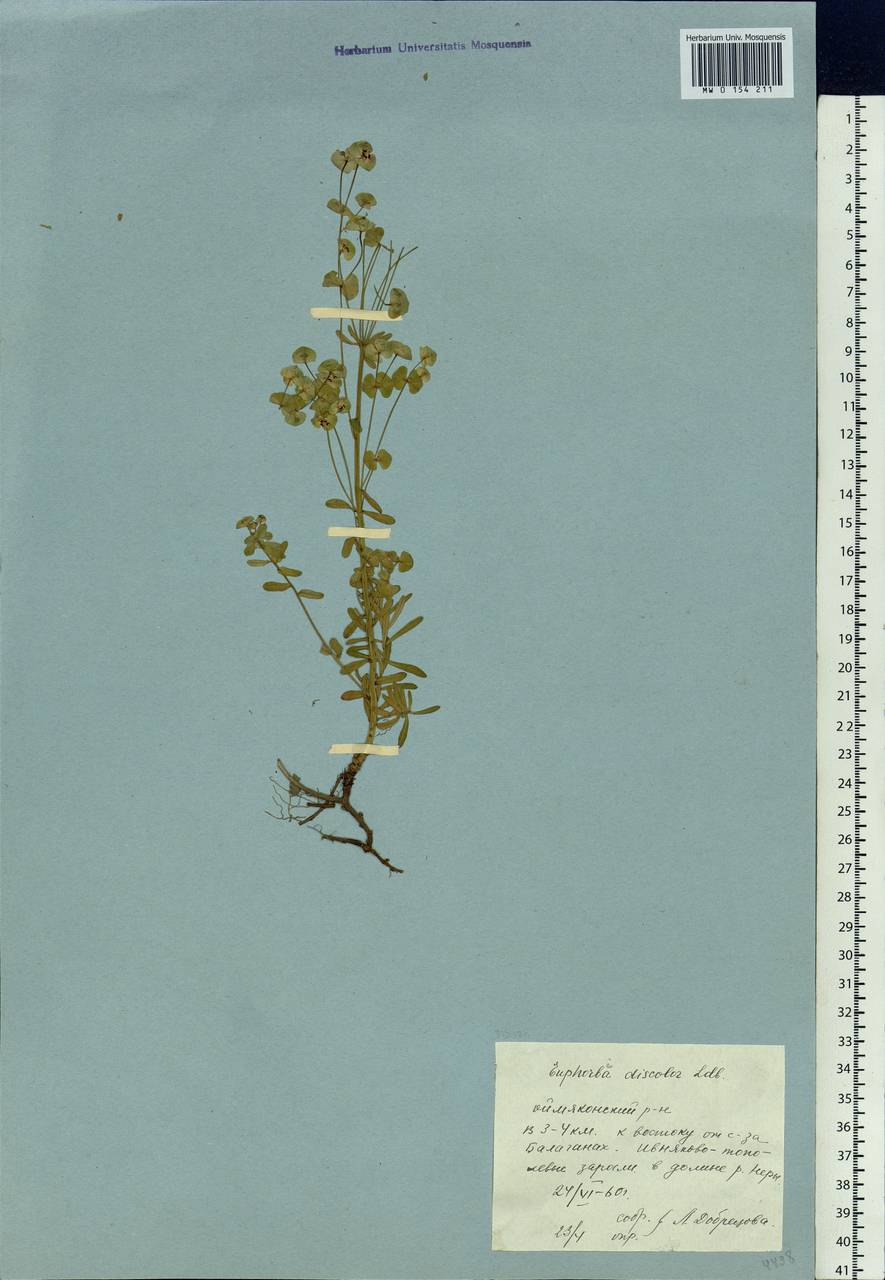 Euphorbia esula subsp. esula, Siberia, Yakutia (S5) (Russia)