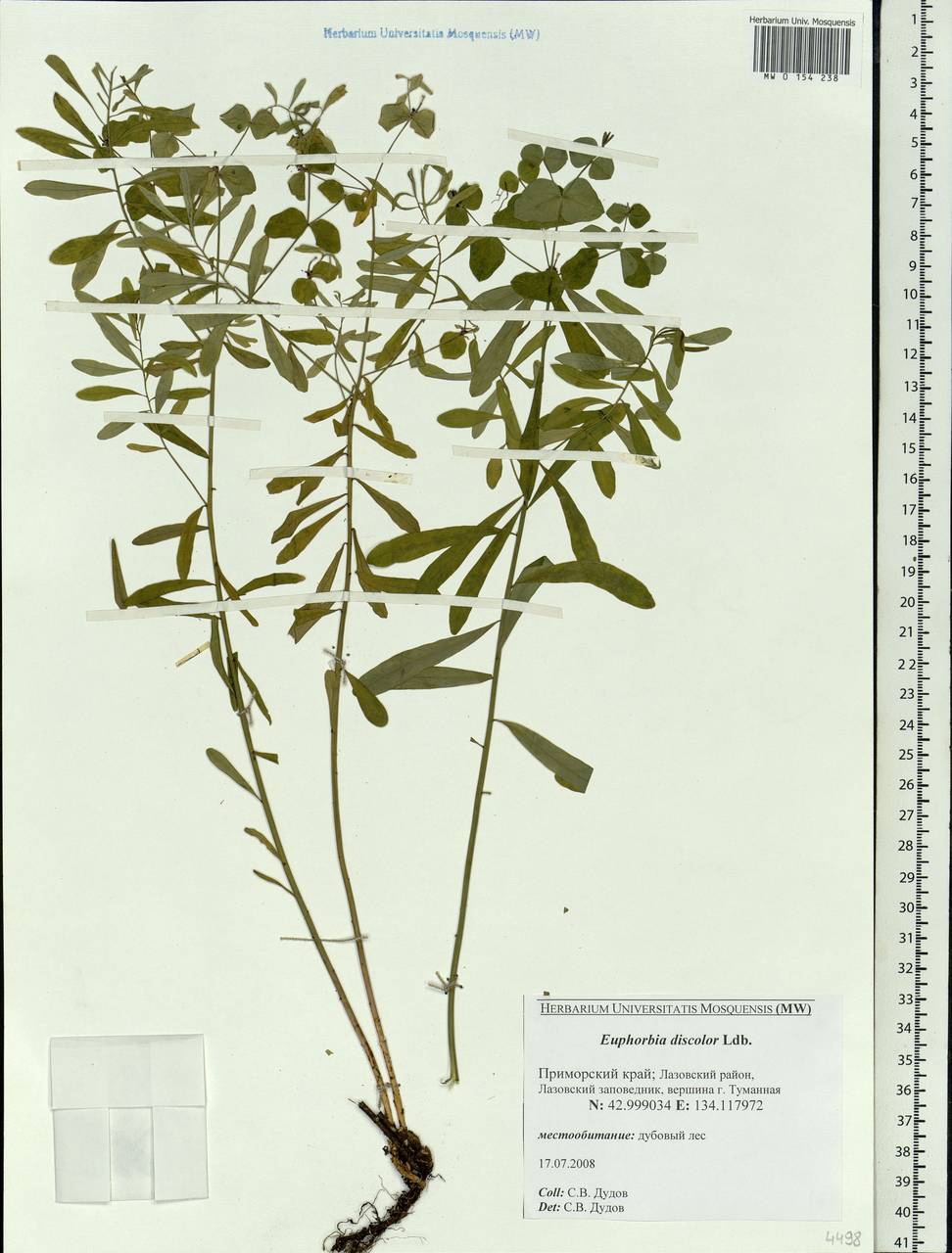Euphorbia esula subsp. esula, Siberia, Russian Far East (S6) (Russia)