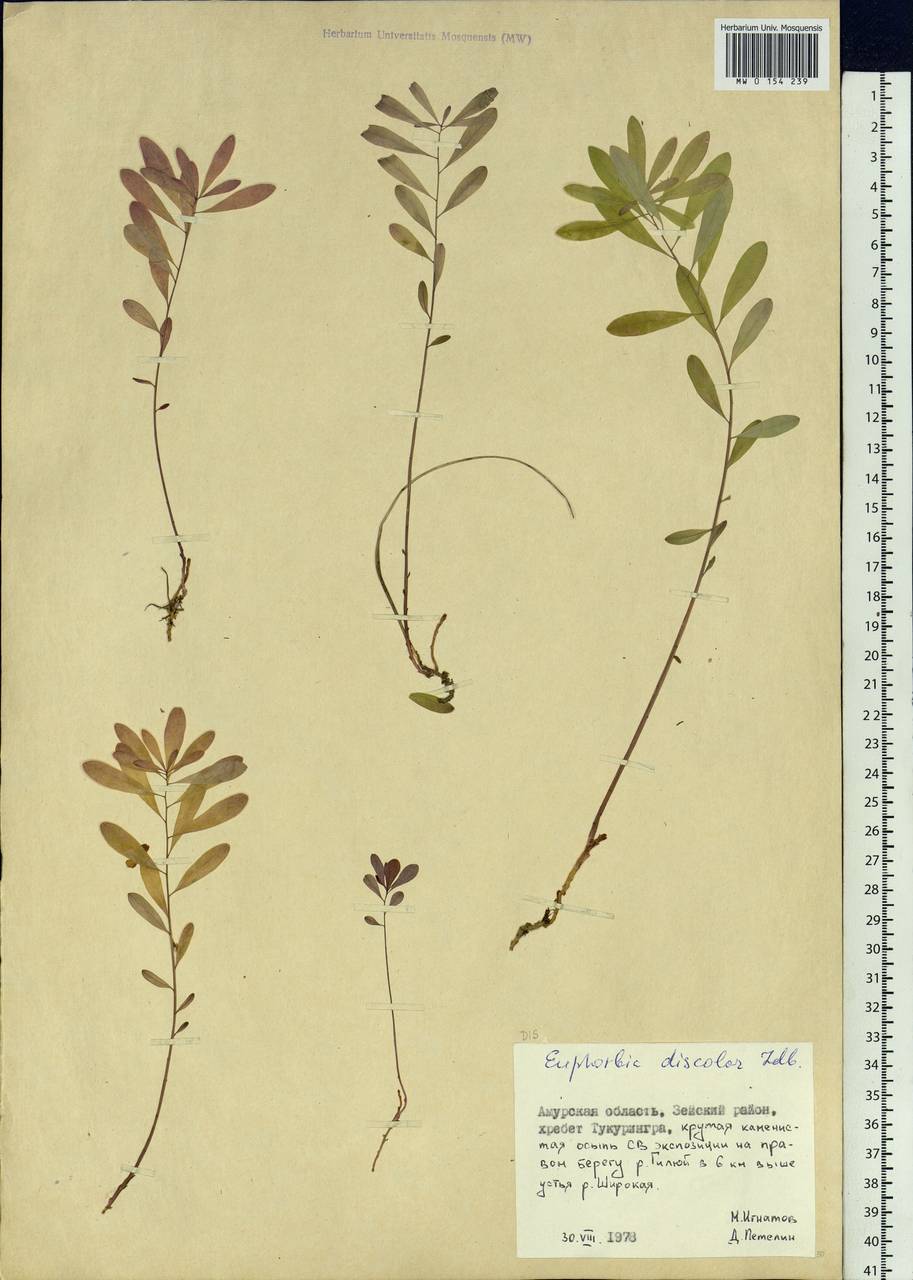 Euphorbia esula subsp. esula, Siberia, Russian Far East (S6) (Russia)