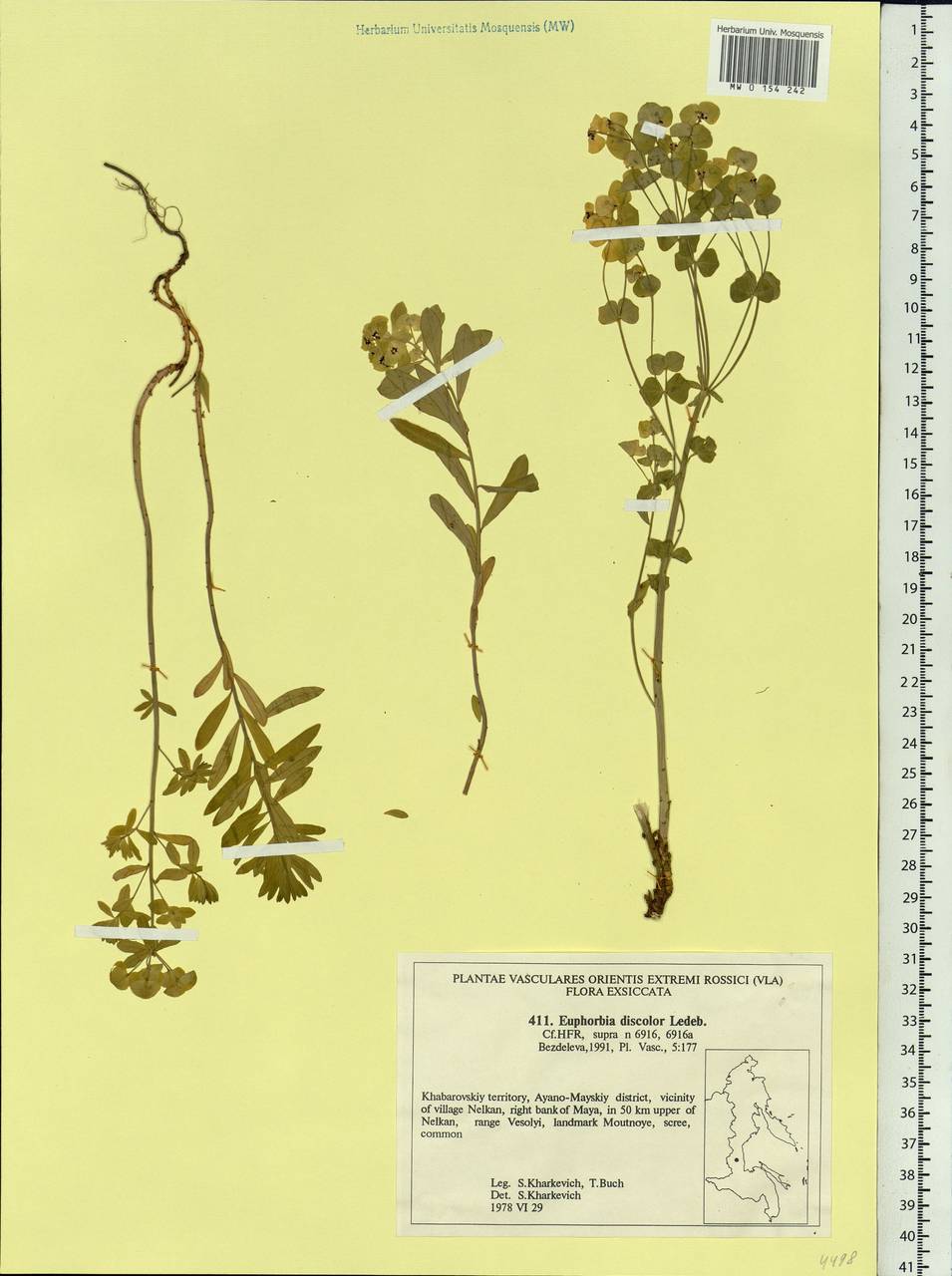 Euphorbia esula subsp. esula, Siberia, Russian Far East (S6) (Russia)