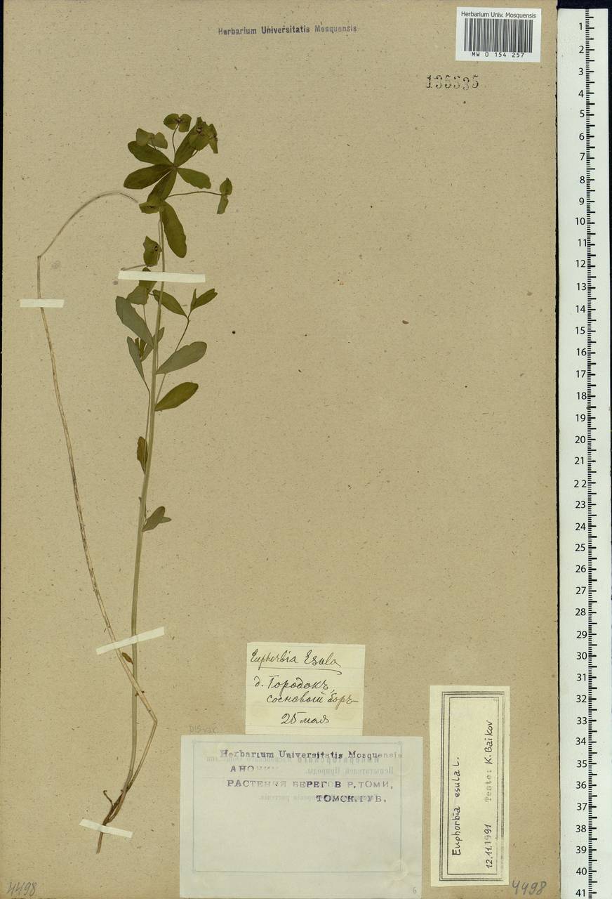 Euphorbia esula L., Siberia, Western Siberia (S1) (Russia)