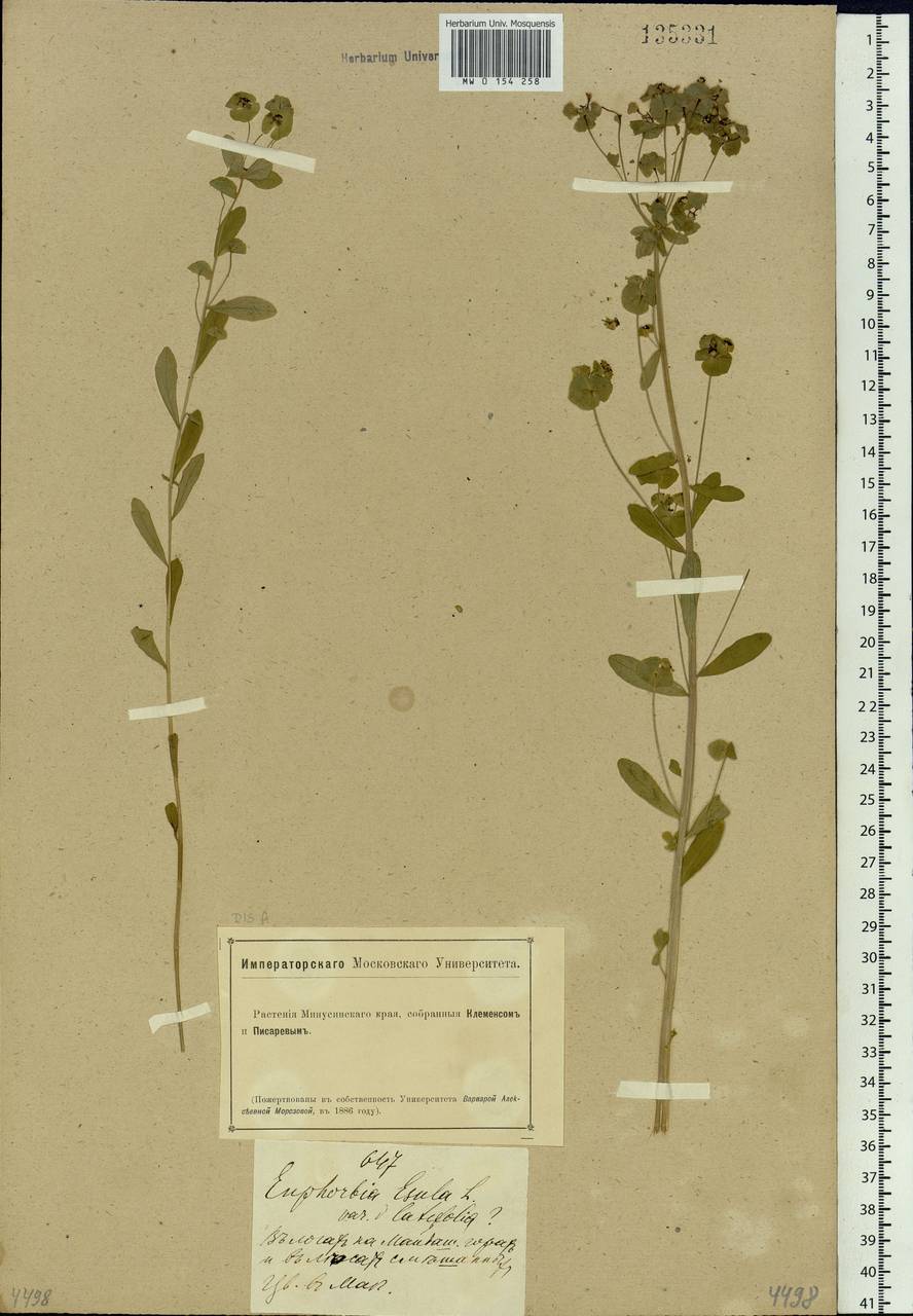 Euphorbia esula L., Siberia, Altai & Sayany Mountains (S2) (Russia)