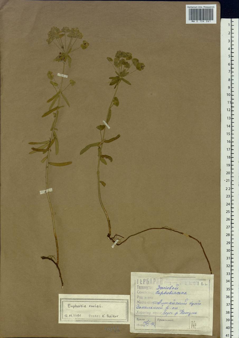 Euphorbia esula L., Siberia, Altai & Sayany Mountains (S2) (Russia)
