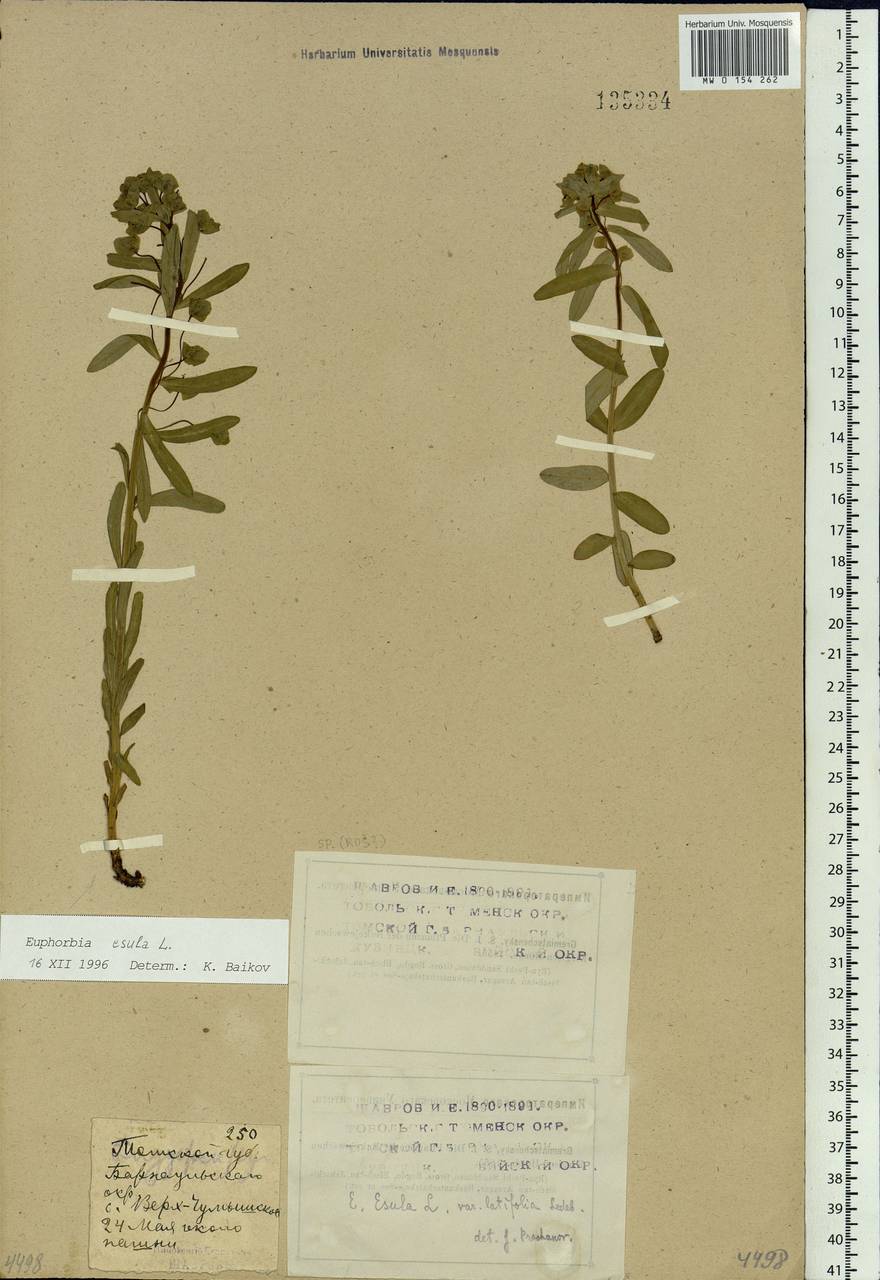 Euphorbia esula L., Siberia, Altai & Sayany Mountains (S2) (Russia)