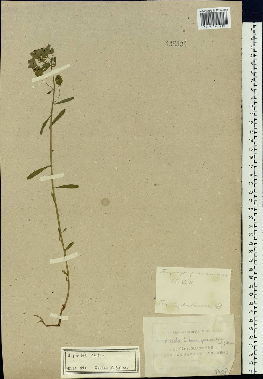 Euphorbia esula L., Siberia, Altai & Sayany Mountains (S2) (Russia)