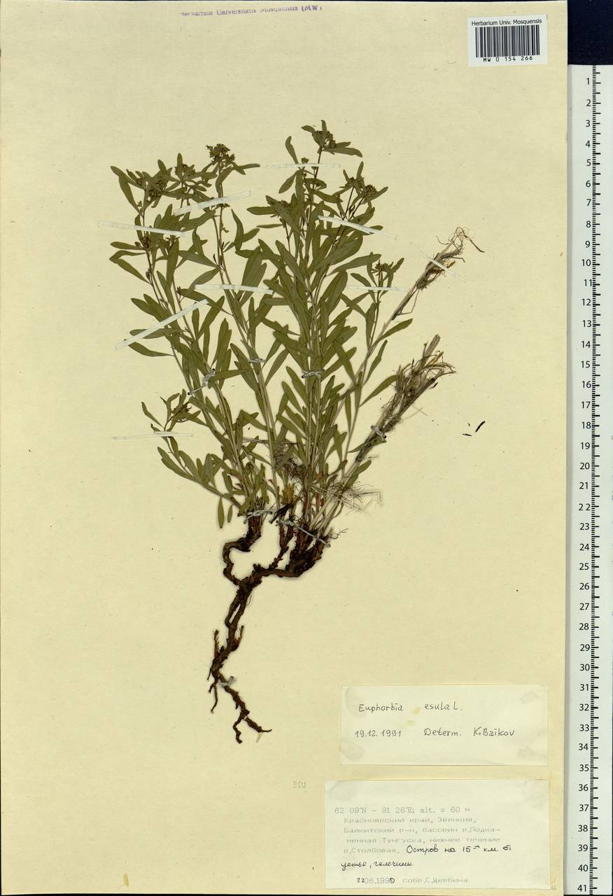 Euphorbia esula L., Siberia, Central Siberia (S3) (Russia)