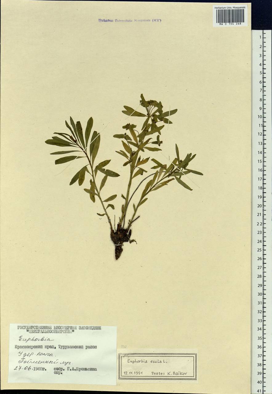 Euphorbia esula L., Siberia, Central Siberia (S3) (Russia)