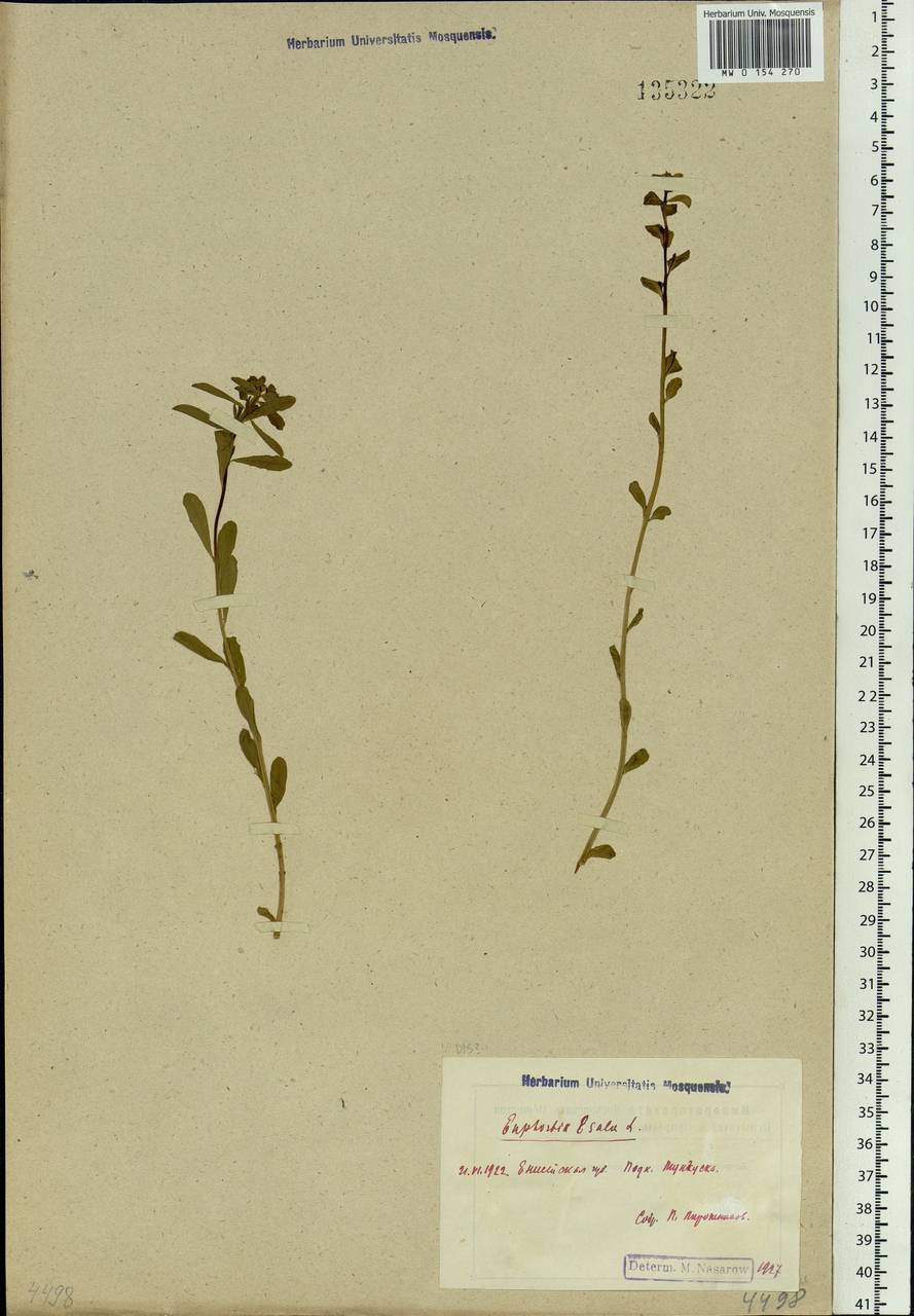 Euphorbia esula L., Siberia, Central Siberia (S3) (Russia)