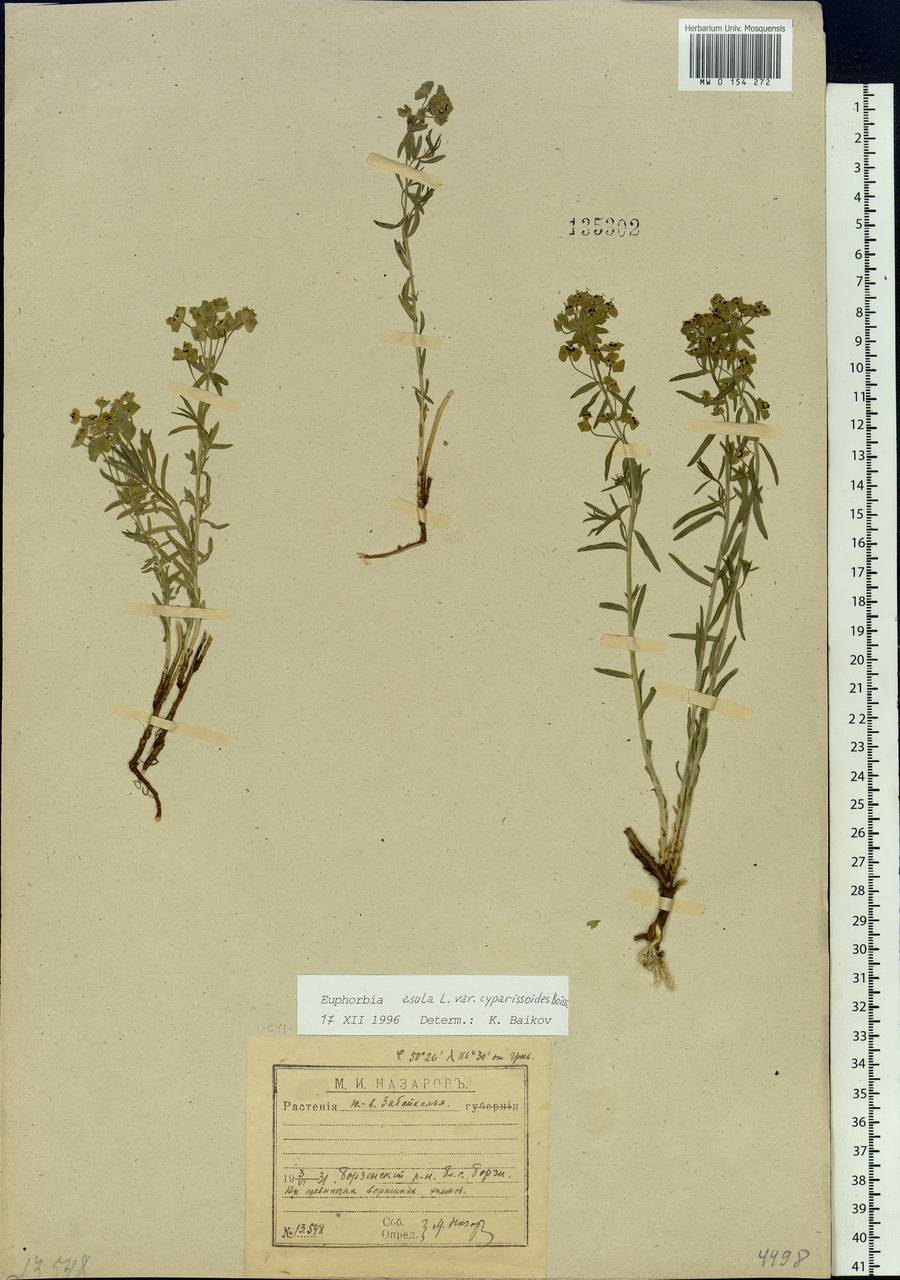 Euphorbia esula L., Siberia, Baikal & Transbaikal region (S4) (Russia)