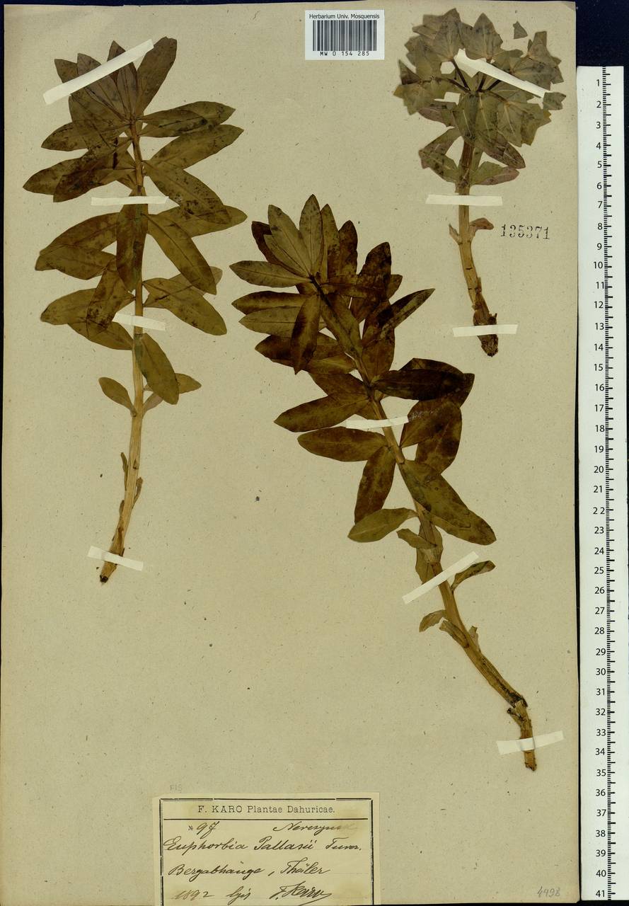 Euphorbia fischeriana Steud., Siberia, Baikal & Transbaikal region (S4) (Russia)