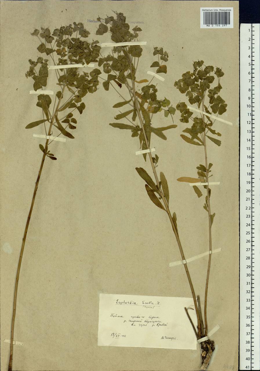 Euphorbia esula subsp. esula, Siberia, Baikal & Transbaikal region (S4) (Russia)