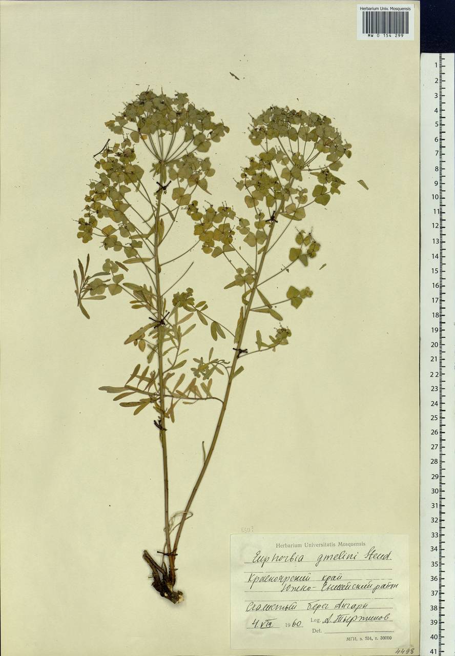 Euphorbia esula subsp. esula, Siberia, Central Siberia (S3) (Russia)