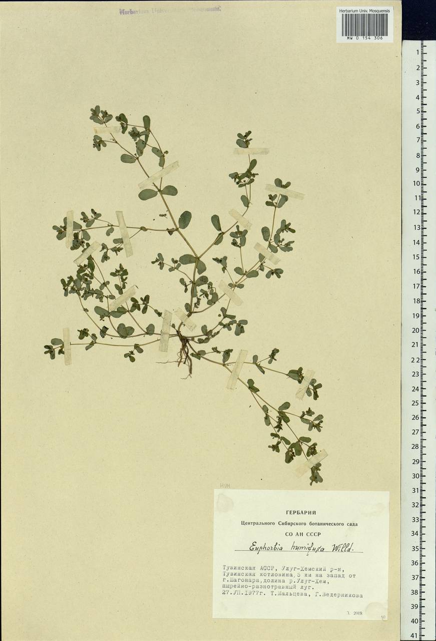 Euphorbia humifusa Willd., Siberia, Altai & Sayany Mountains (S2) (Russia)