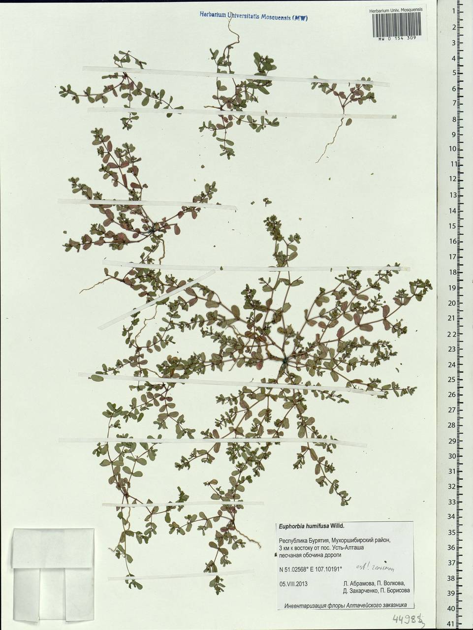 Euphorbia humifusa Willd., Siberia, Baikal & Transbaikal region (S4) (Russia)