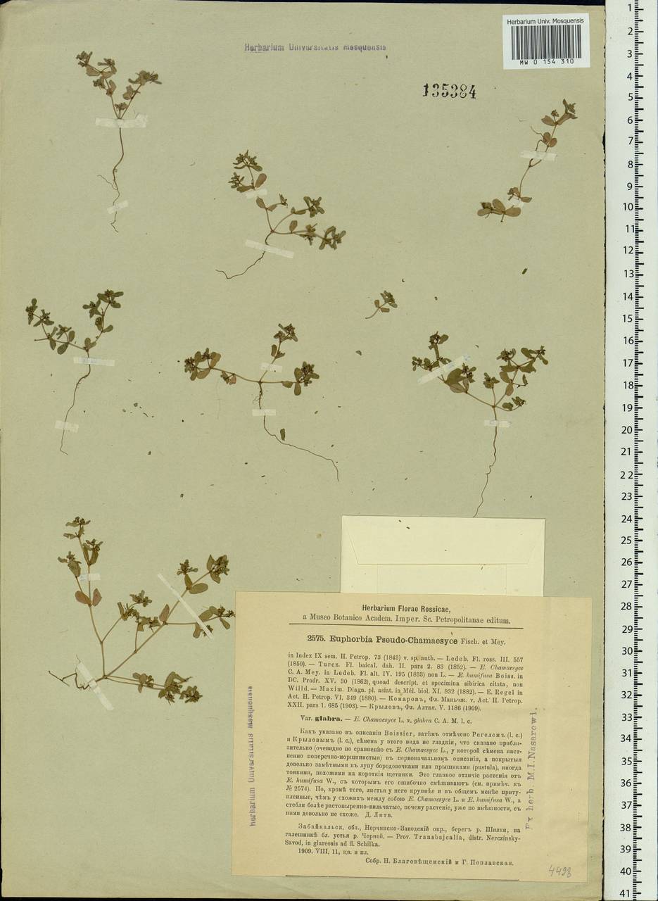 Euphorbia humifusa Willd., Siberia, Baikal & Transbaikal region (S4) (Russia)