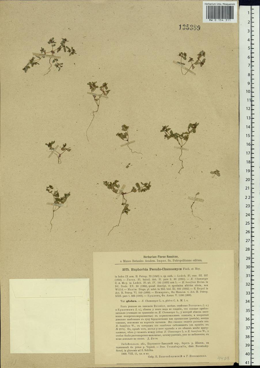 Euphorbia humifusa Willd., Siberia, Baikal & Transbaikal region (S4) (Russia)