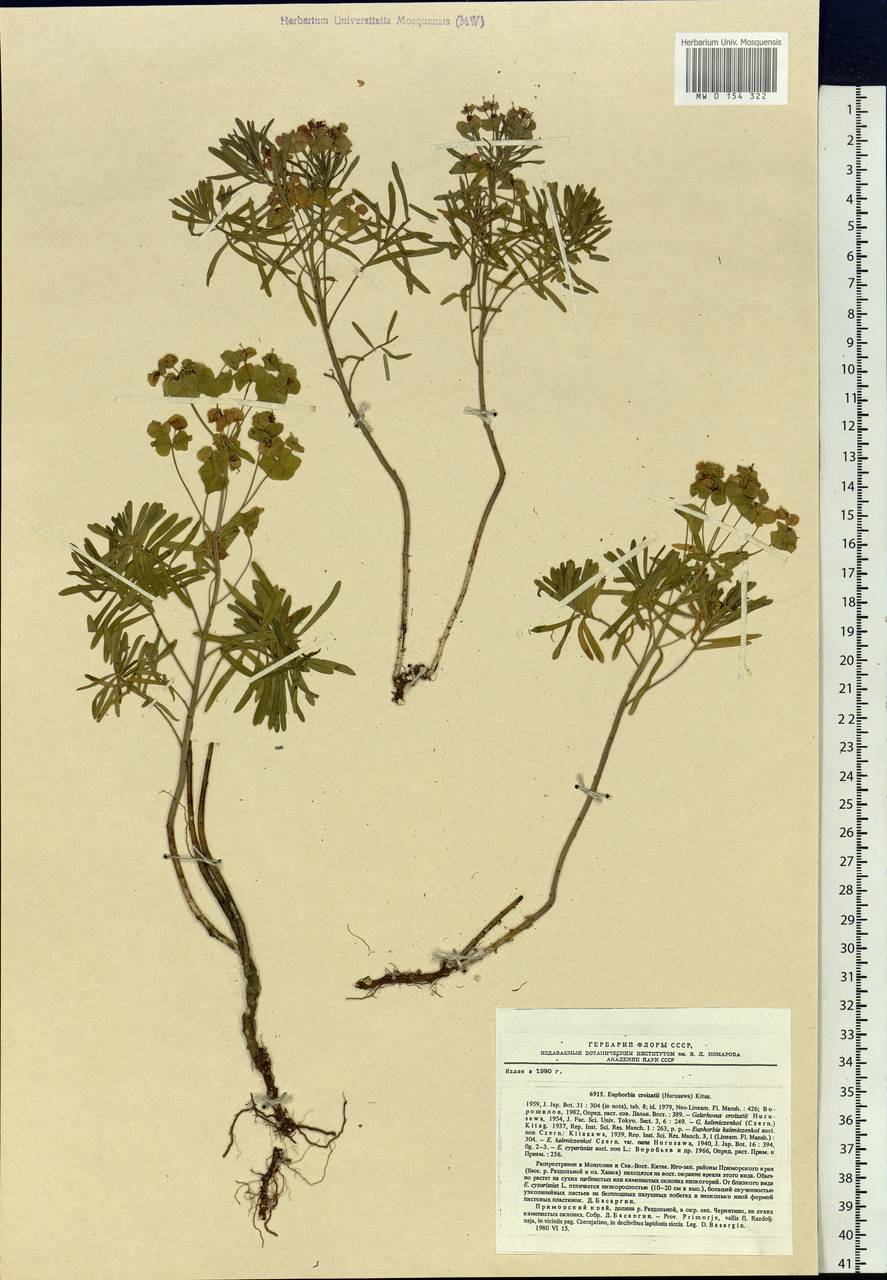 Euphorbia esula var. cyparissioides Boiss., Siberia, Russian Far East (S6) (Russia)