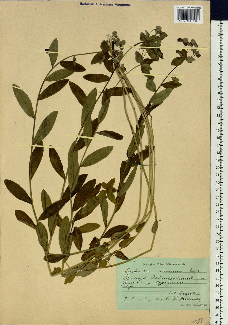 Euphorbia lucorum Rupr., Siberia, Russian Far East (S6) (Russia)