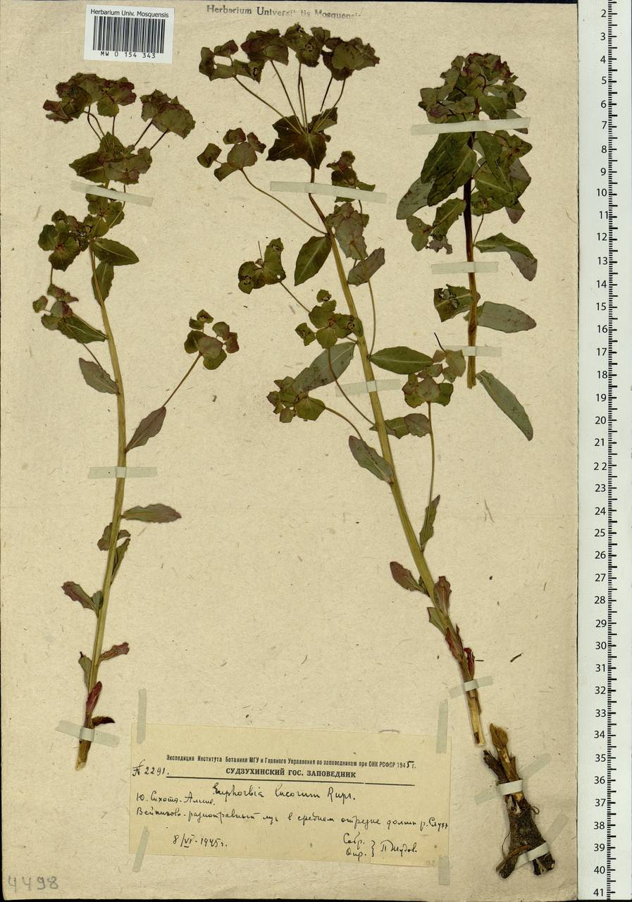 Euphorbia lucorum Rupr., Siberia, Russian Far East (S6) (Russia)