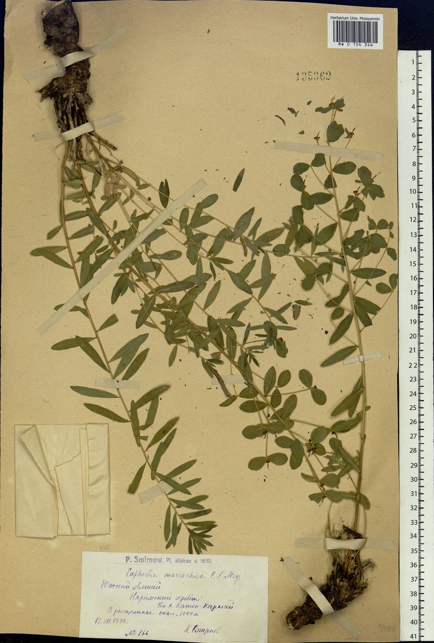 Euphorbia macrorhiza C.A.Mey. ex Ledeb., Siberia, Western (Kazakhstan) Altai Mountains (S2a) (Kazakhstan)