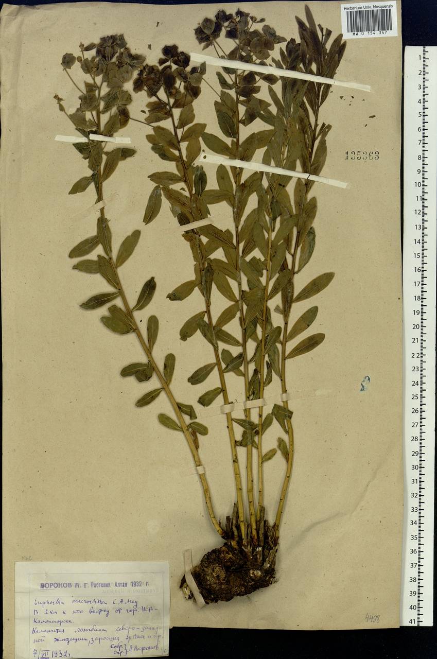 Euphorbia macrorhiza C.A.Mey. ex Ledeb., Siberia, Western (Kazakhstan) Altai Mountains (S2a) (Kazakhstan)